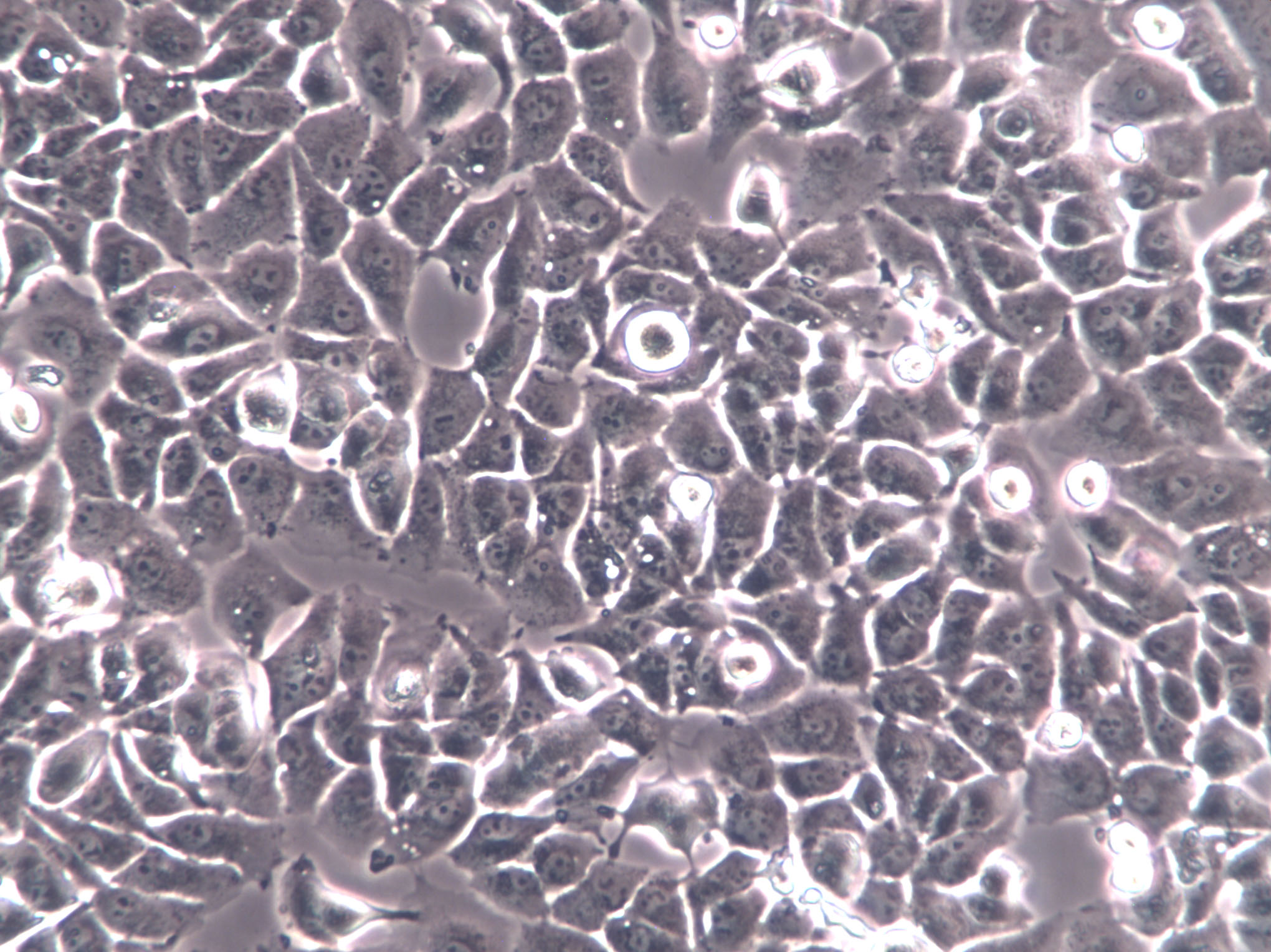 LCLC-103H Cells|人肺癌克隆细胞