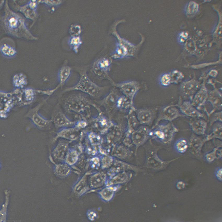 HCC-44 Cells|人肺癌克隆细胞