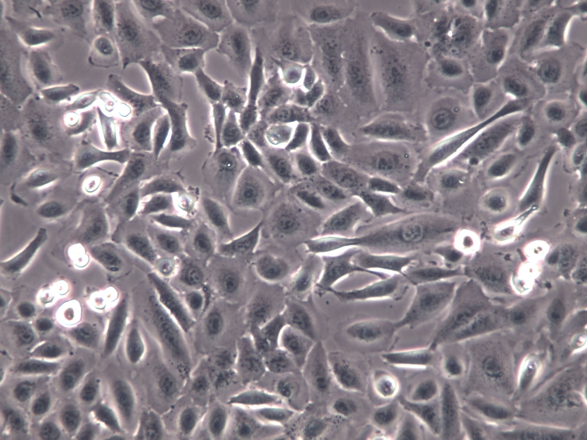 NCI-H2198 Cells|人肺癌克隆细胞