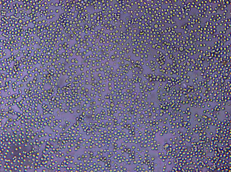 NCI-H3255 Cells(赠送Str鉴定报告)|人肺癌细胞