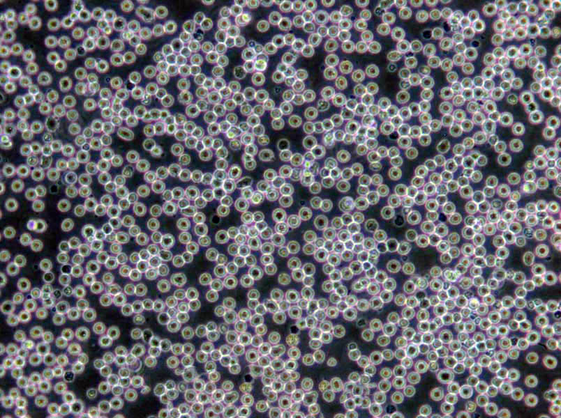 C3H/10T1/2 clone 8 Cells|小鼠胚胎成纤维克隆细胞