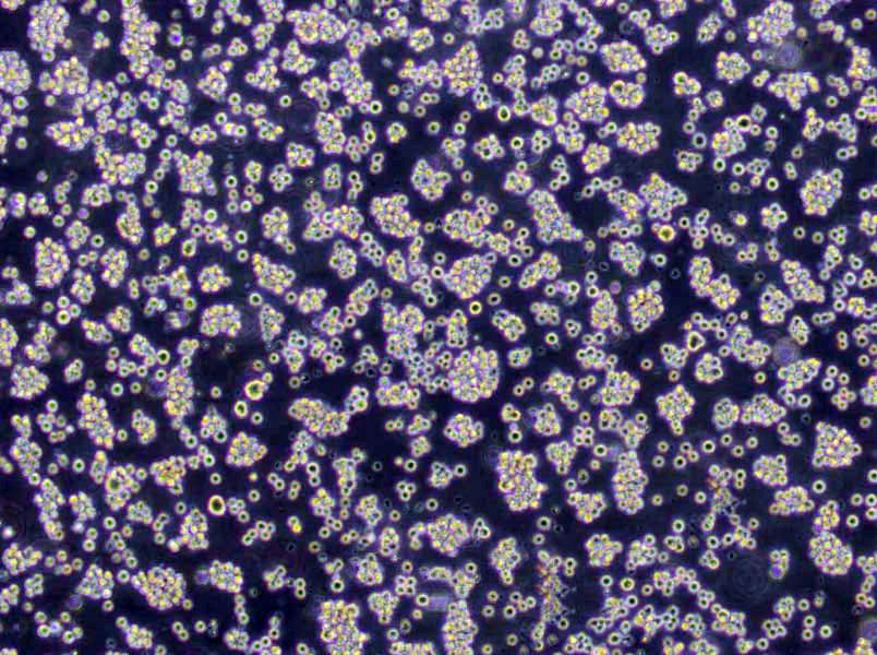 THP-1 Cells|人单核细胞白血病克隆细胞