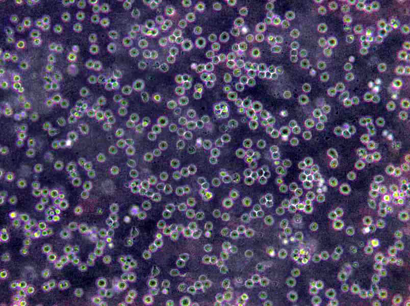 COLO 679 Cells(赠送Str鉴定报告)|人黑色素瘤细胞