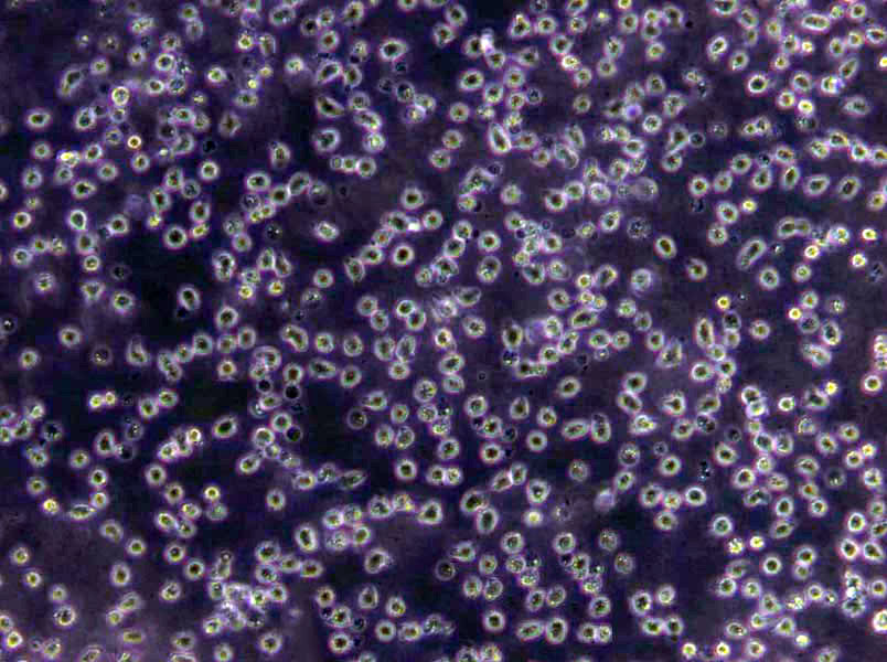 COLO 829 Cells|黑色素瘤需消化细胞系