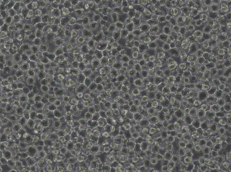 H9c2(2-1) Cells|大鼠胚胎心肌需消化细胞系