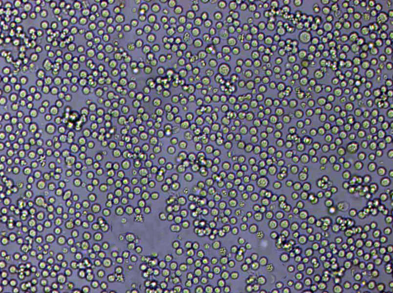 IPEC-J2 Cells|猪小肠上皮需消化细胞系