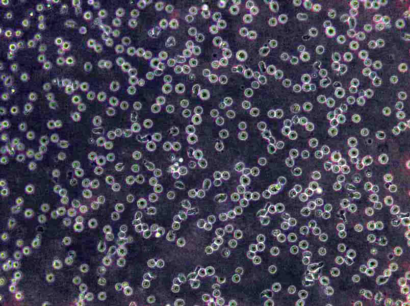 Eph4 1424 Cells|小鼠乳腺癌需消化细胞系