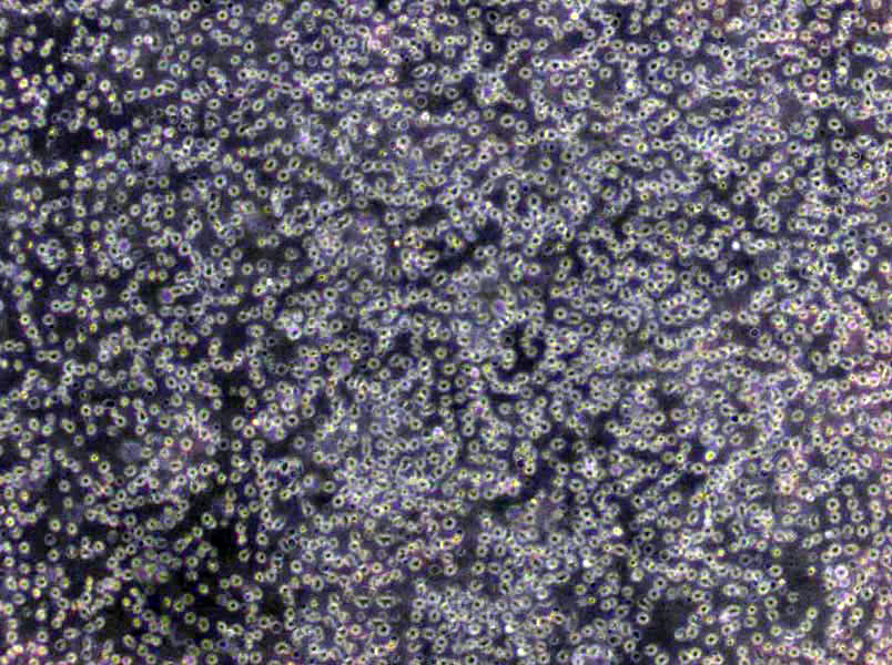 NCI-H596 Cells(赠送Str鉴定报告)|人肺腺鳞癌细胞