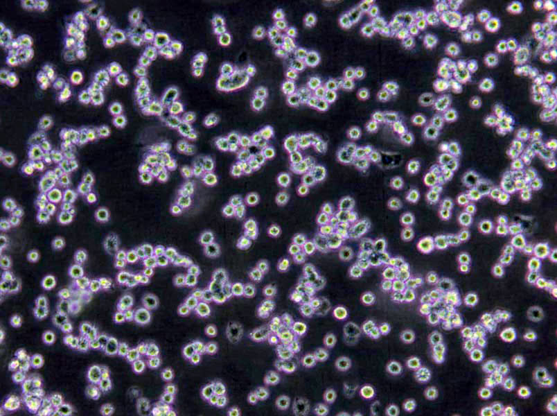 769-P Cells(赠送Str鉴定报告)|人肾癌细胞