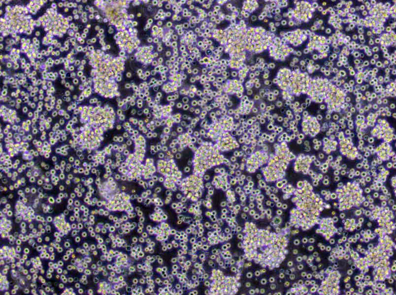 VA-ES-BJ Cells(赠送Str鉴定报告)|人上皮样肉瘤细胞