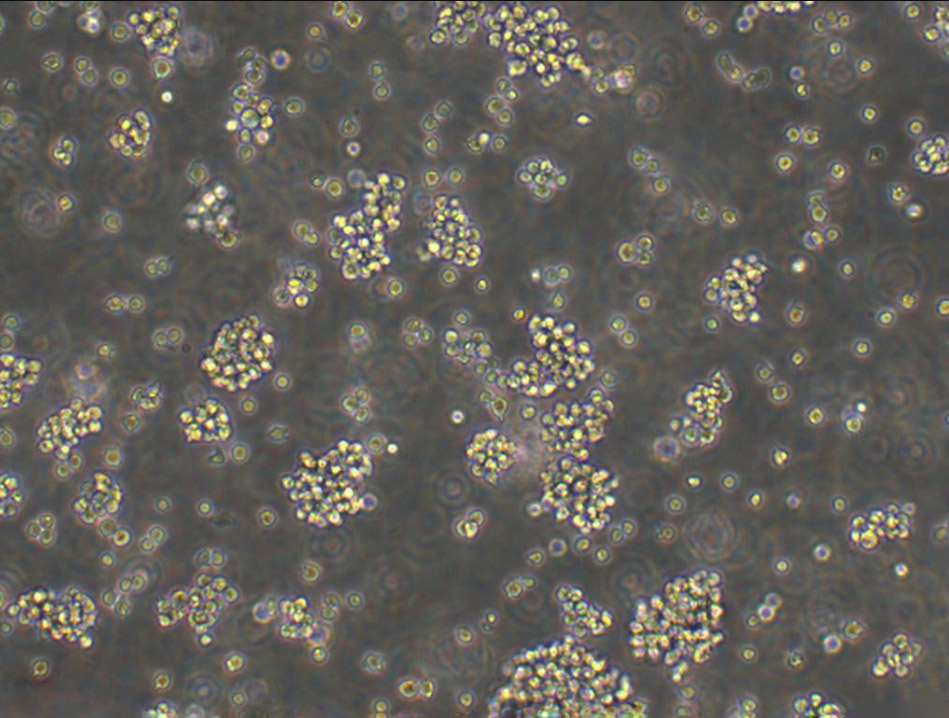 NCI-H64人肺癌复苏细胞(附STR鉴定报告)