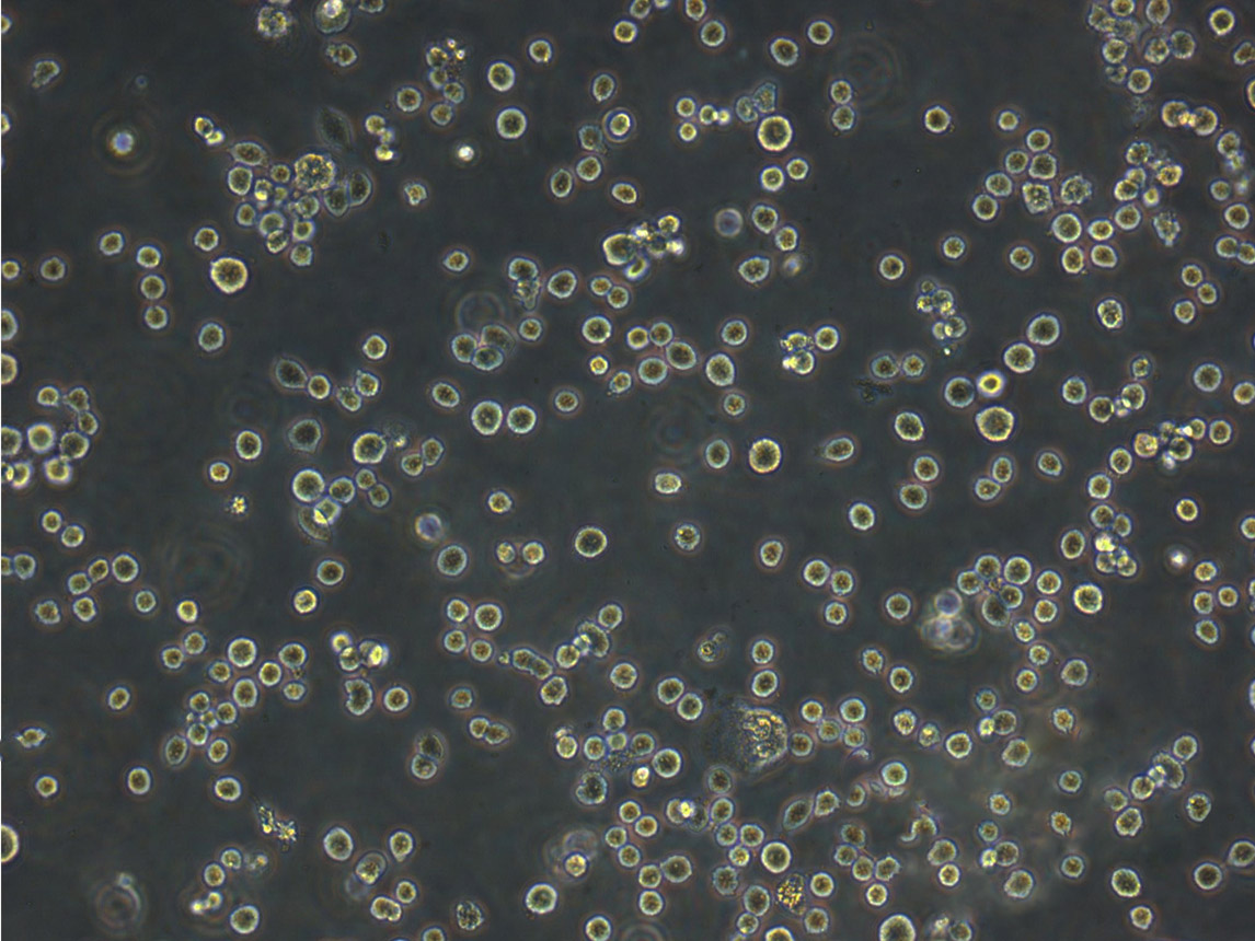 CF-1 MEF小鼠胚胎成纤维复苏细胞(附STR鉴定报告)