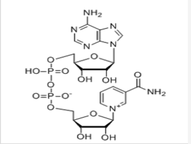 β-烟酰胺腺嘌呤二核苷酸（NAD）