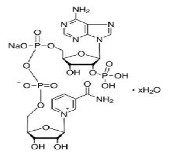 β-烟酰胺腺嘌呤二核苷酸磷酸（NADP）