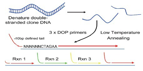 海豚链球菌探针法荧光定量PCR试剂盒