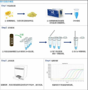 麦ubiquitine 基因核酸试剂盒