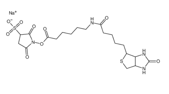 生物素化-epsilon-氨基己酸-N-羟基磺基丁二酰亚胺活化酯,Sulfo-NHS-LC-Biotin