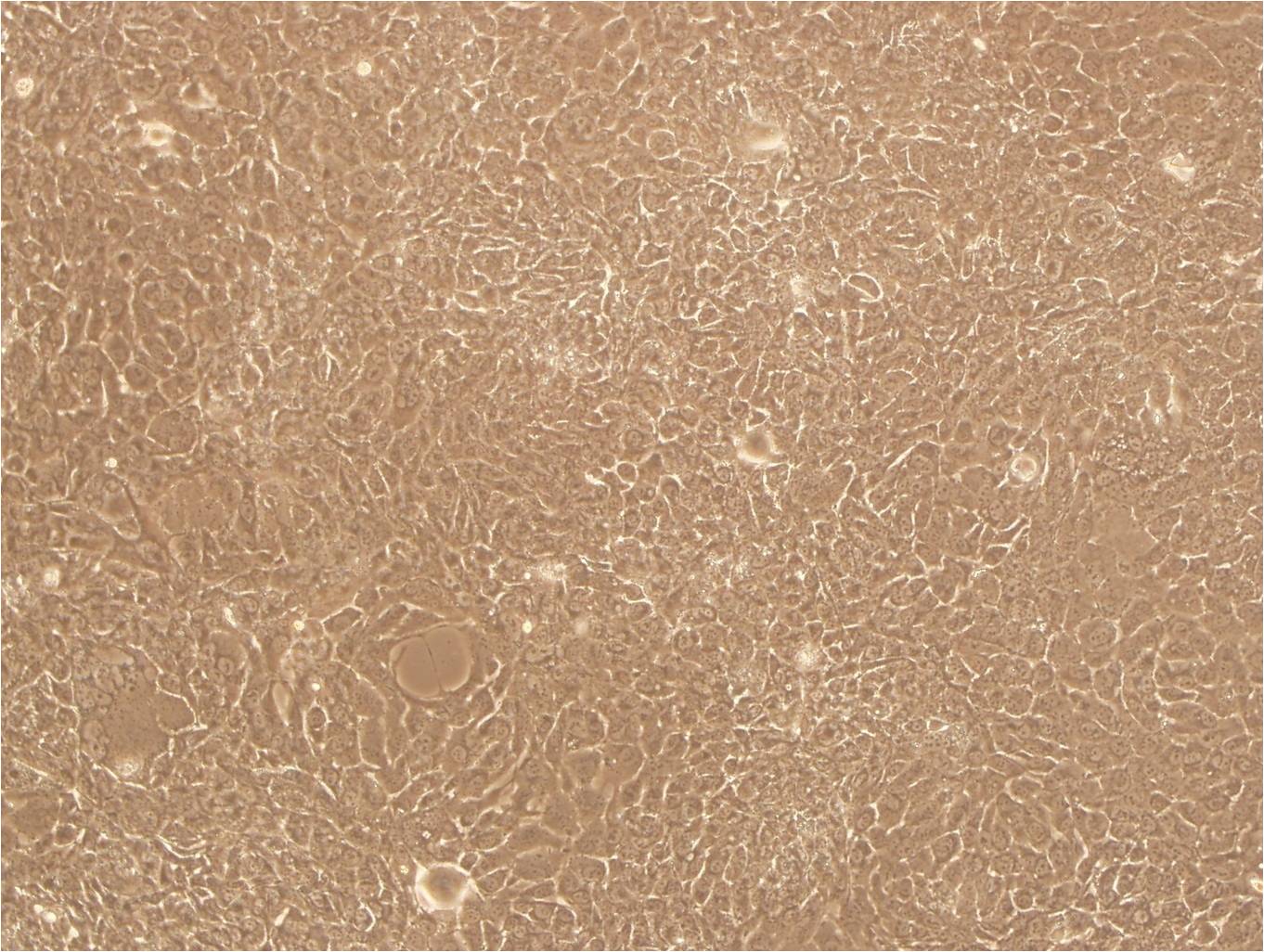 RGE大鼠肾小球内皮复苏细胞(附STR鉴定报告)