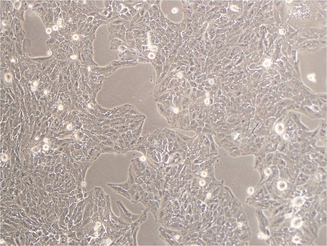 P3X63Ag8小鼠骨髓瘤复苏细胞(附STR鉴定报告)