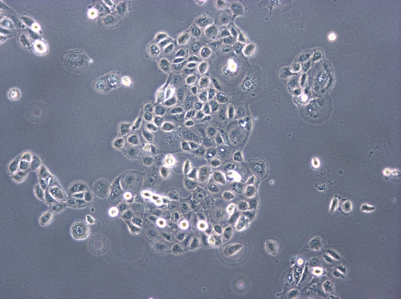 SV40 MES 13小鼠肾小球系膜复苏细胞(附STR鉴定报告)