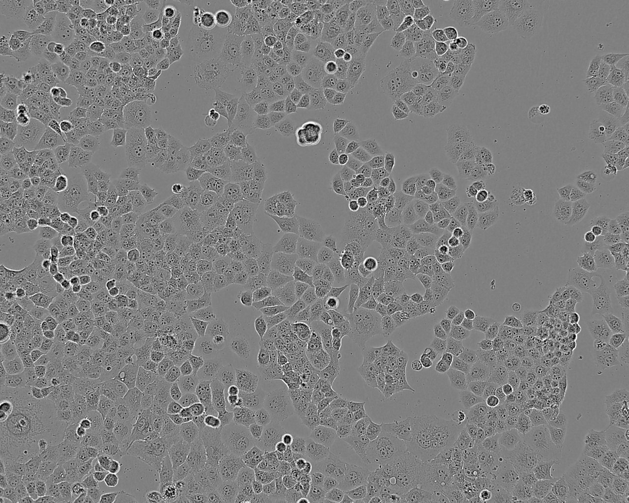 KGN人卵巢颗粒复苏细胞(附STR鉴定报告)