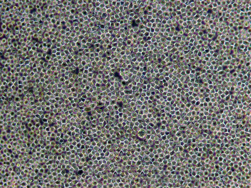 结晶紫中性红胆盐琼脂粉末培养基