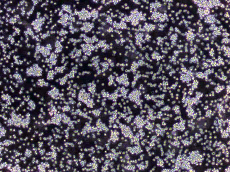 硫酸盐还原菌粉末培养基B