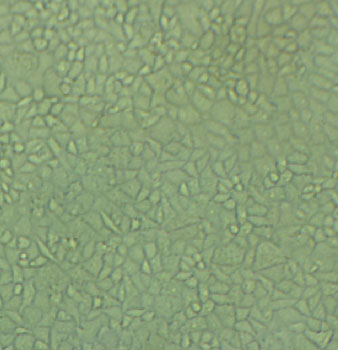 OE33人食管腺癌复苏细胞(附STR鉴定报告)