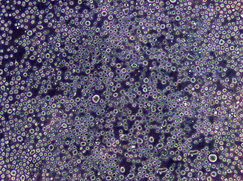 固氮螺菌粉末培养基