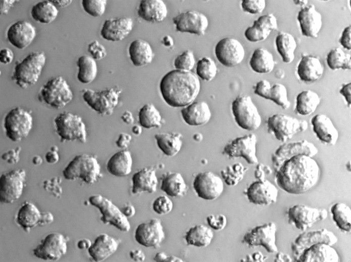 乳糖肉汤粉末培养基