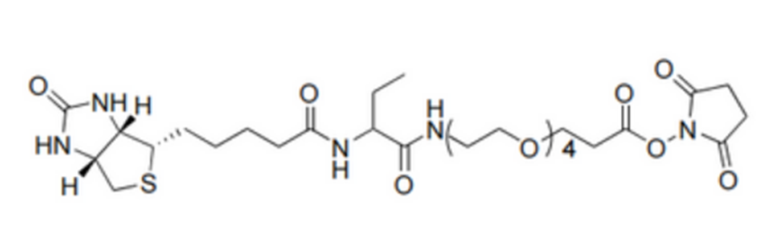 NHS-dPEG-biotinidase resistant biotin