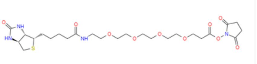 (+)-Biotin-PEG4-NHS Ester