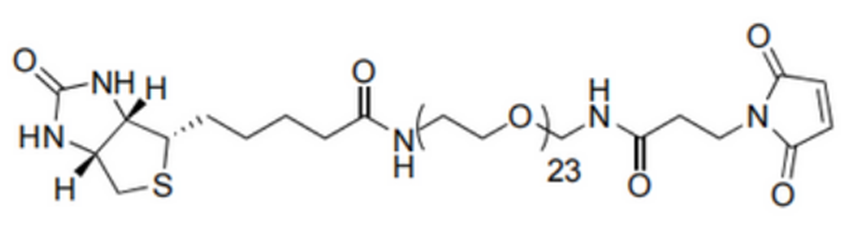 BIOTIN-十一聚乙二醇-马来酰亚胺丙酰胺