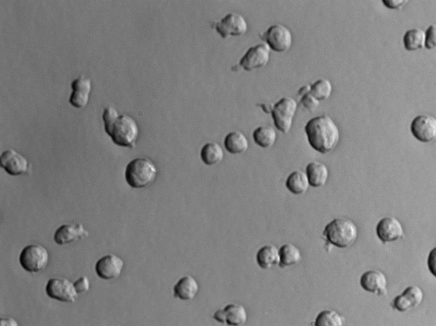 蜡状芽孢杆菌琼脂干粉培养基