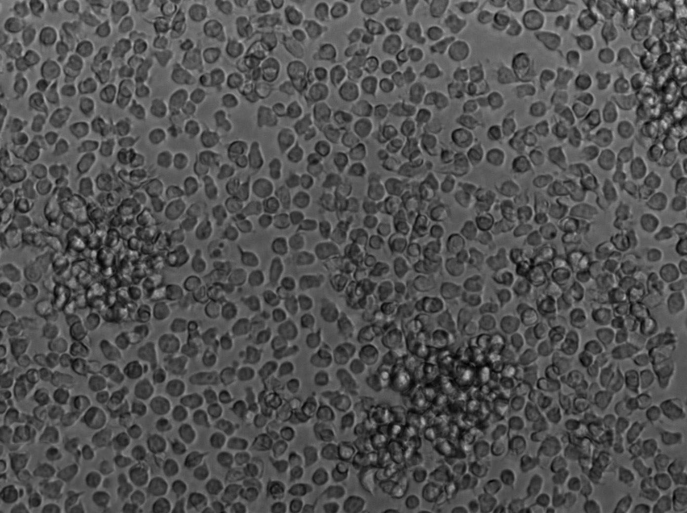 抗生素干粉培养基B[PH7.3]