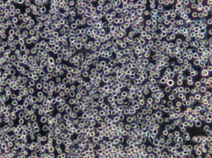 滤膜肠球菌琼脂干粉培养基