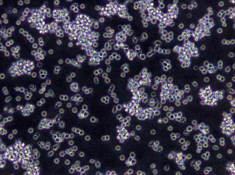 NCI-H196人肺癌复苏细胞(附STR鉴定报告)