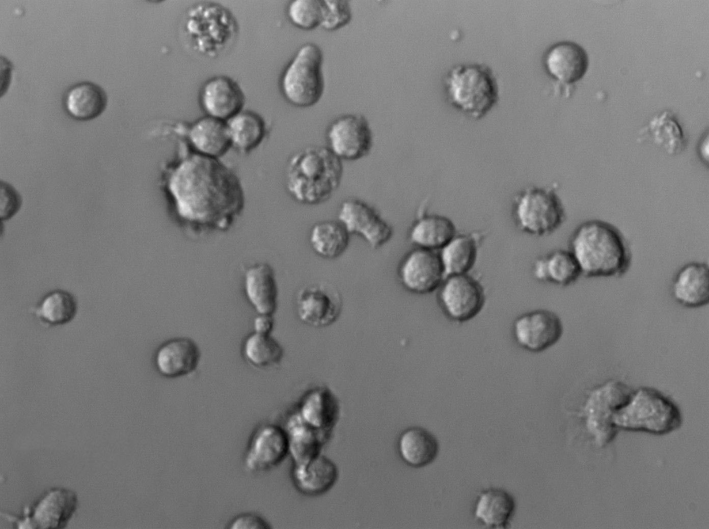气单胞菌琼脂干粉培养基基