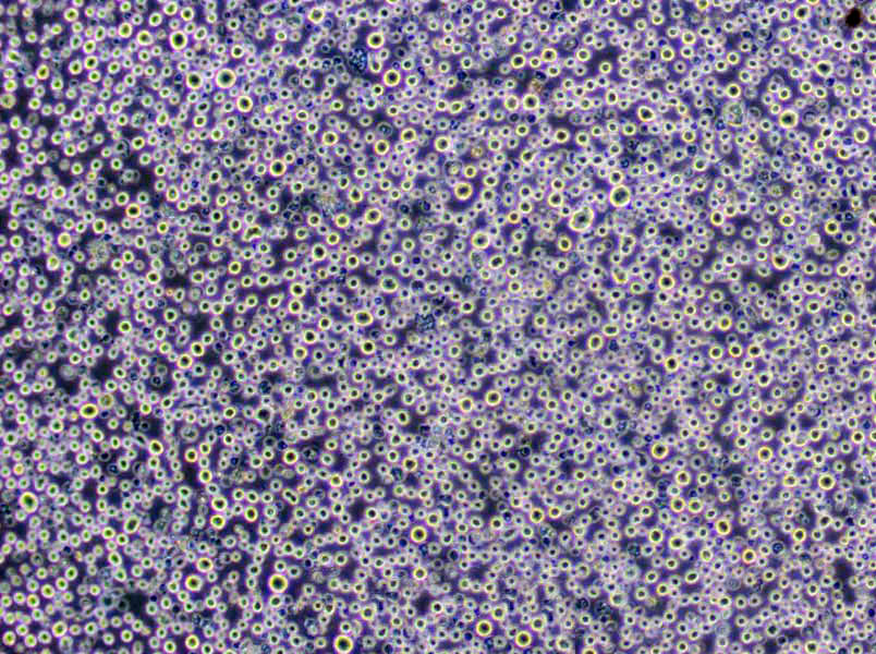 Pfizer肠球菌选择性琼脂干粉培养基
