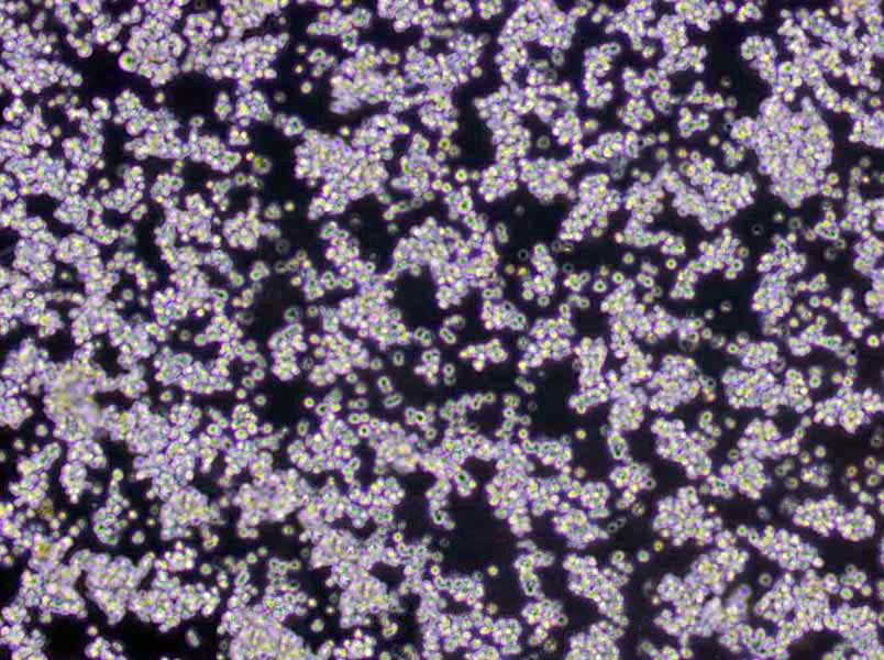 乳糖肉汤干粉培养基