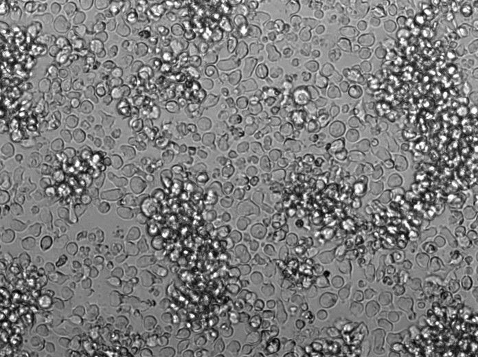 梭菌增菌细粉末培养基