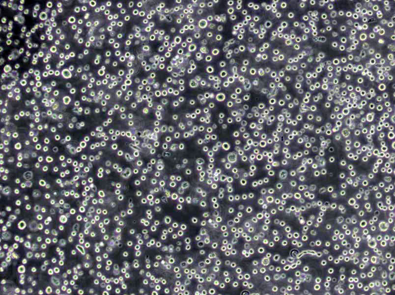 Pfizer肠球菌选择性琼脂固体粉末培养基