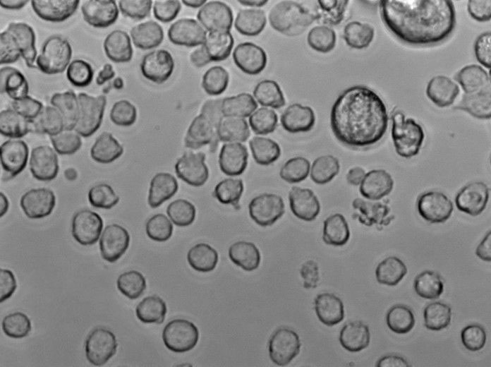 强化梭菌粉末状态培养基