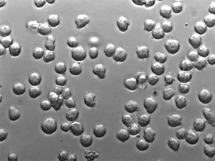固氮螺菌粉末状态培养基