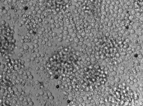 气单胞菌鉴别琼脂粉末状态培养基