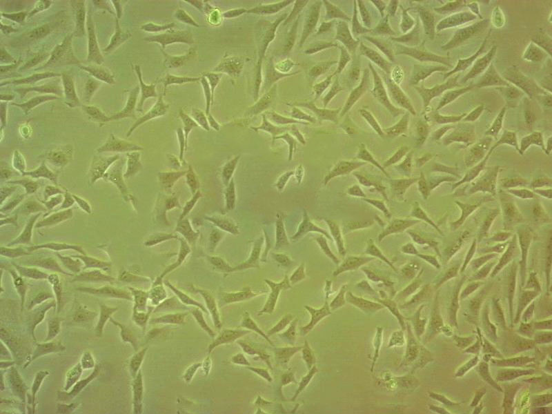 淋病奈瑟菌增菌固体粉末培养基