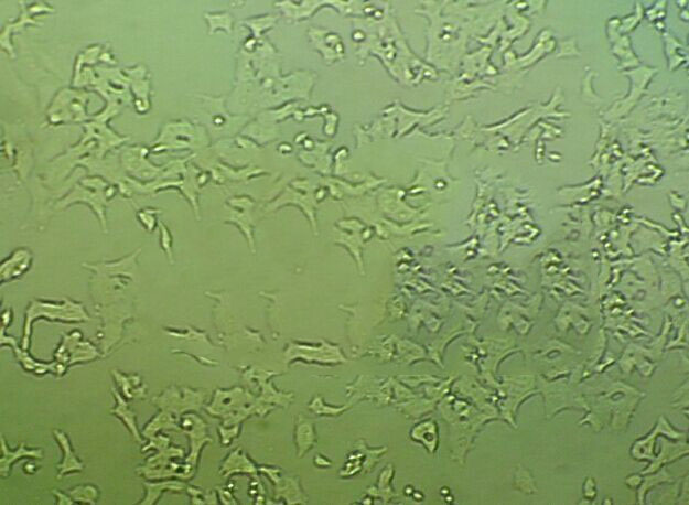 固氮螺菌液体固体粉末培养基