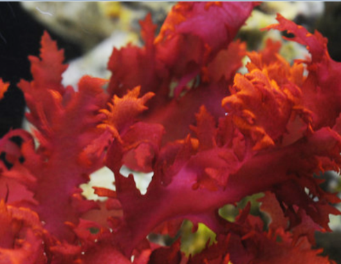海藻钙 红藻粉 关节健康 骨健康 山竹果提取物