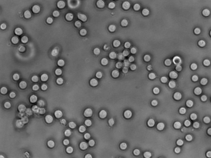 蜡状芽孢杆菌琼脂固体基础培养基