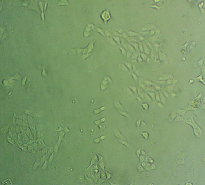 芽孢杆菌固体基础培养基